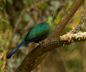 turaco